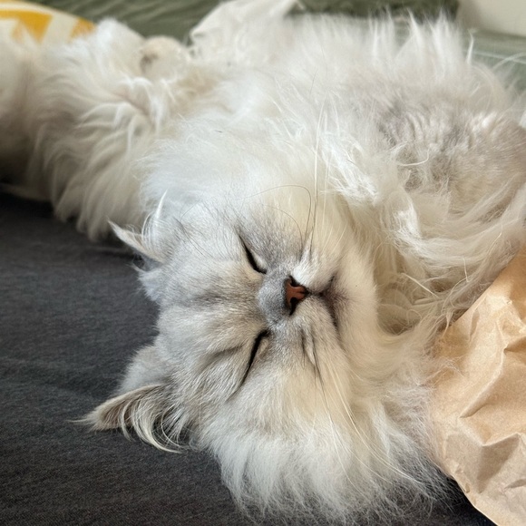 Meet your Posher, penny - Picture 2 of 2